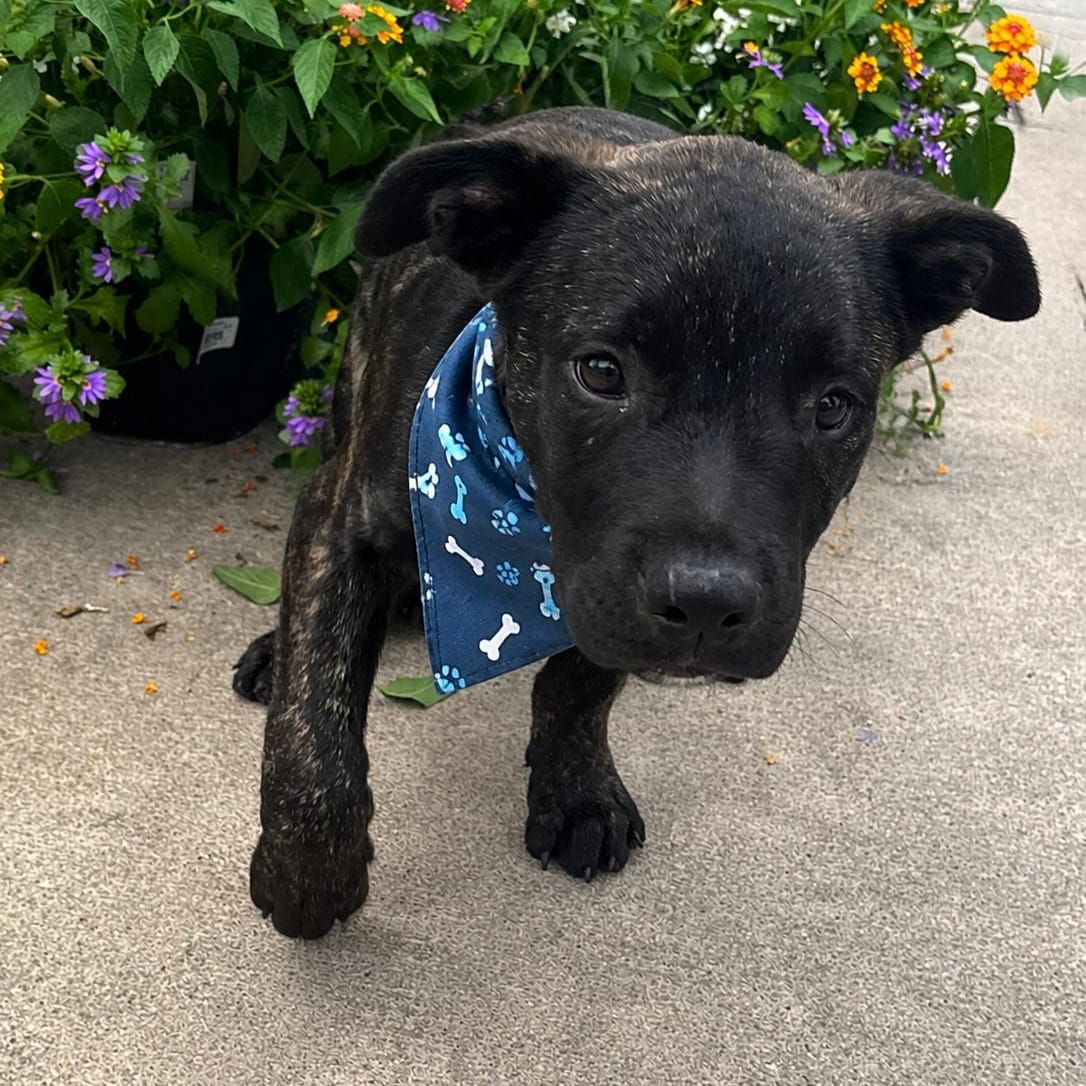 GHOST (Sweet, Loving, Playful, Good with Kids, Loves Water, Will Be A Big Boy)