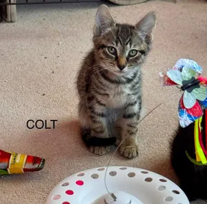 Colt Boy