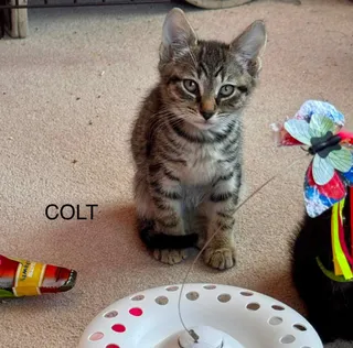 Colt Boy
