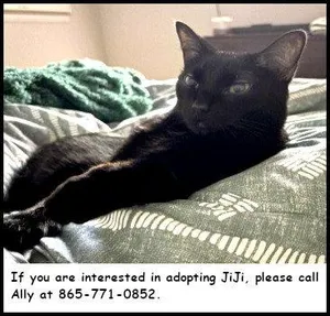 JiJi