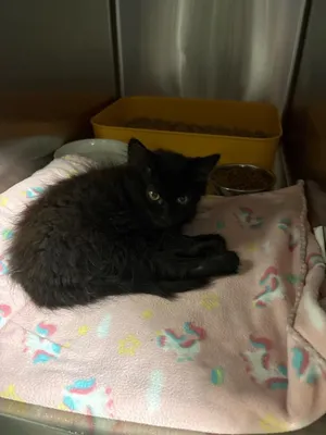 Slash  (Petsmart)