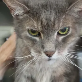 Damien - 15 yo senior