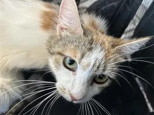 GRACIE
