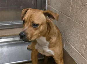 SCRAPPY DOO