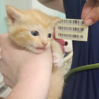 Charlie