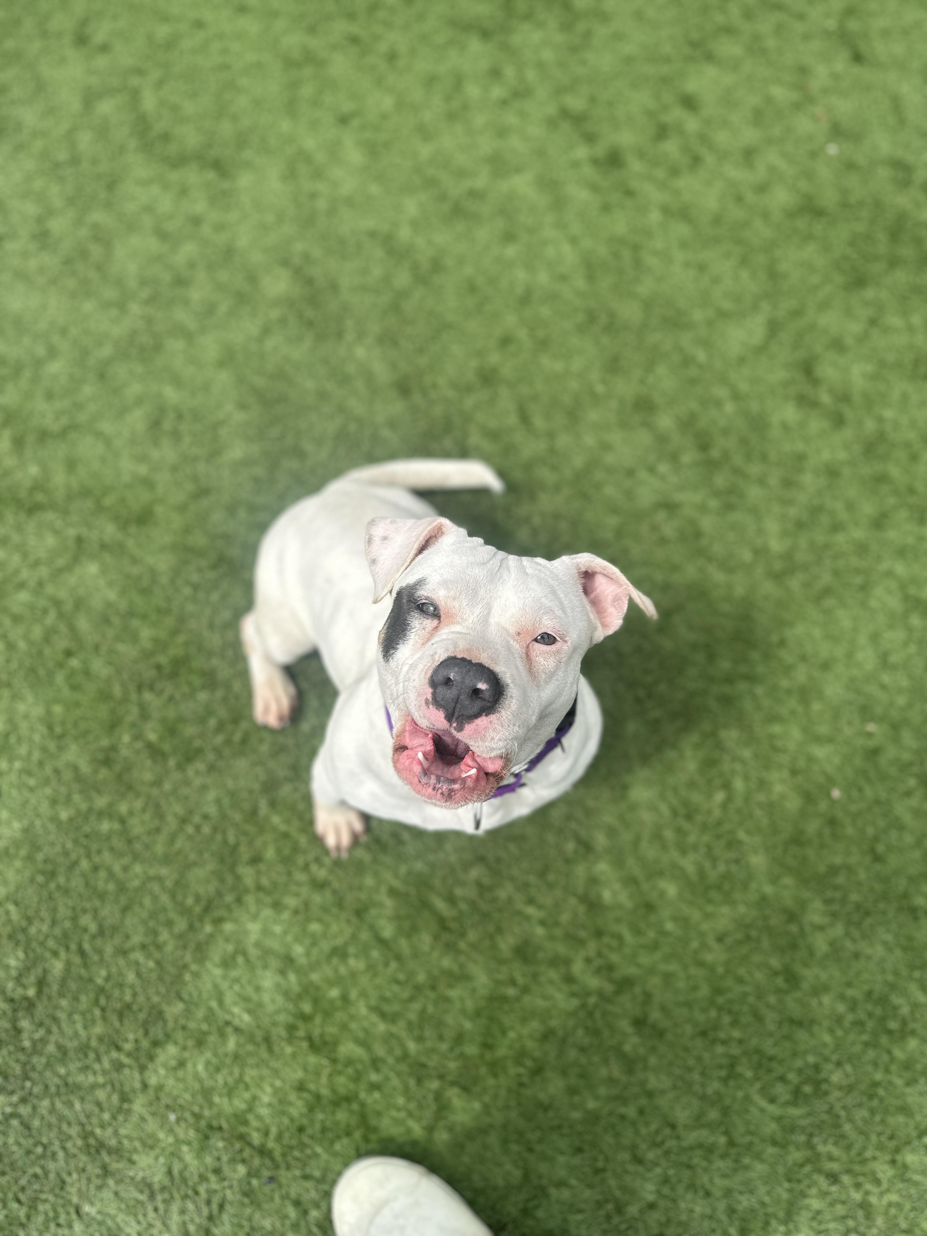 Snowy --Courtesy Post. Out of town pet. See below for details--