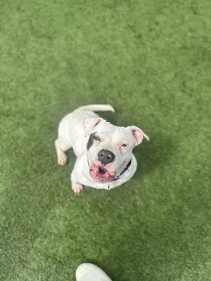Snowy --Courtesy Post. Out of town pet. See below for details--