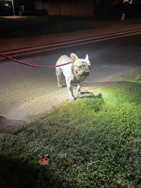 ENZO