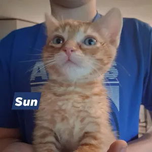 Sun