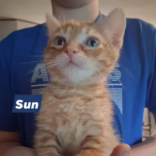 Sun