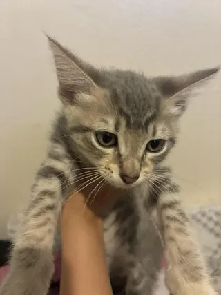 Bruno