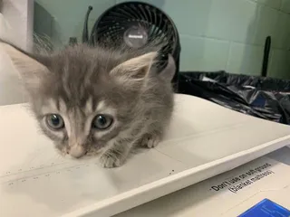 BINX