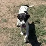 Scout