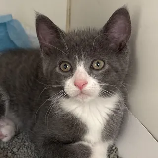 Juno