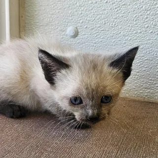 Corral kitten 2