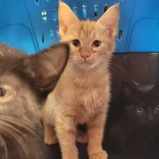 Whiskey