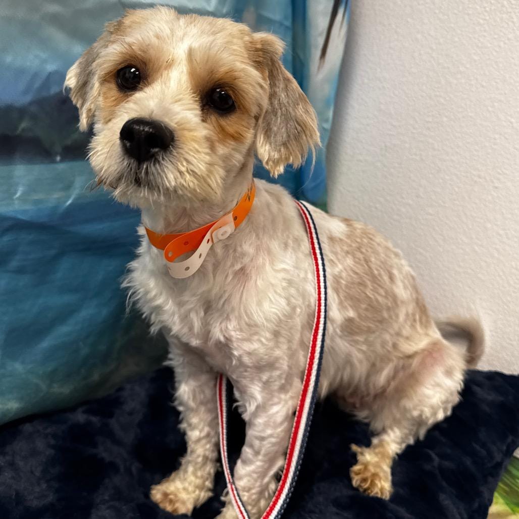 Woofy Goldberg