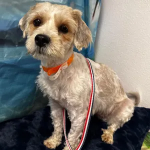 Woofy Goldberg