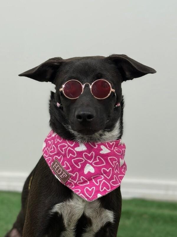 Lady-One of our Amazing Rescue Dogs