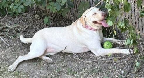 Marley