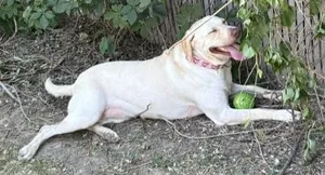 Marley