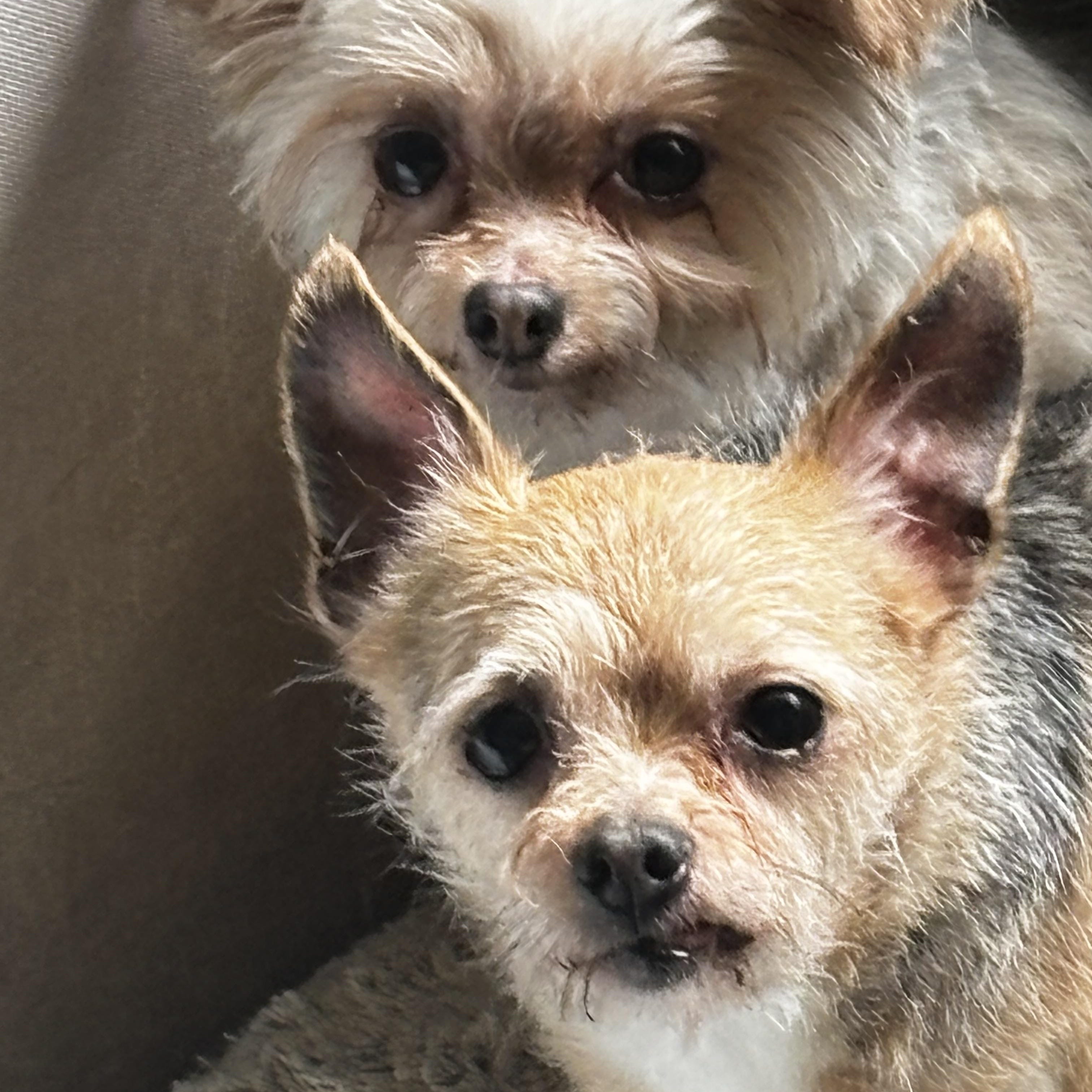Matt and Gumdrop - BONDED PAIR