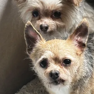 Matt and Gumdrop - BONDED PAIR