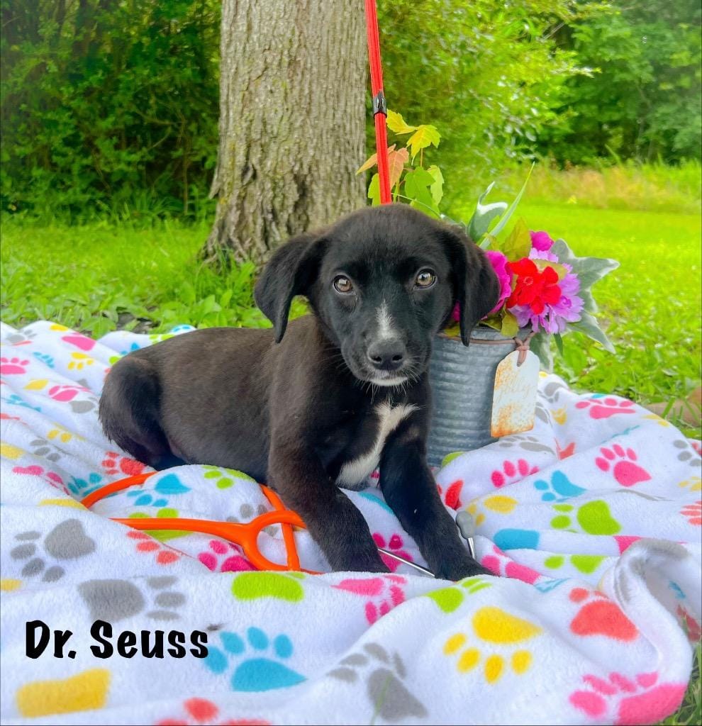 Dr. Seuss