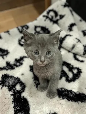 Nova