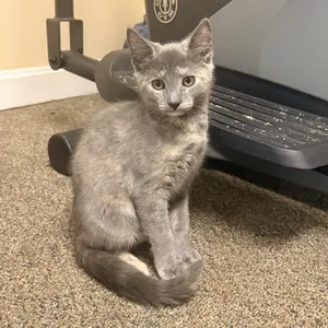 DORIS