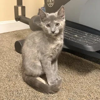 DORIS