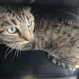 Maurice