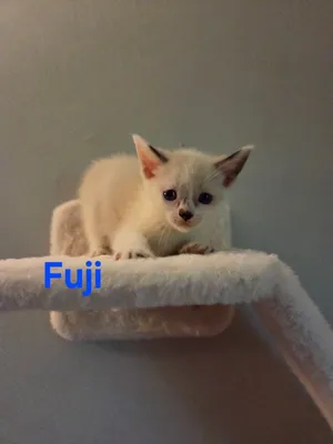 Fuji