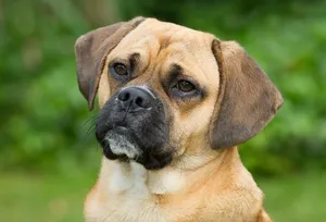 Archie