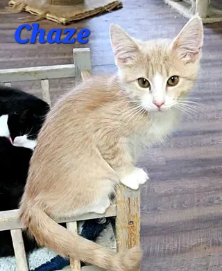 Chaze