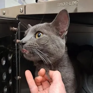 Edgar