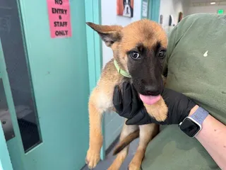 TATER TOT
