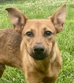 Bruno
