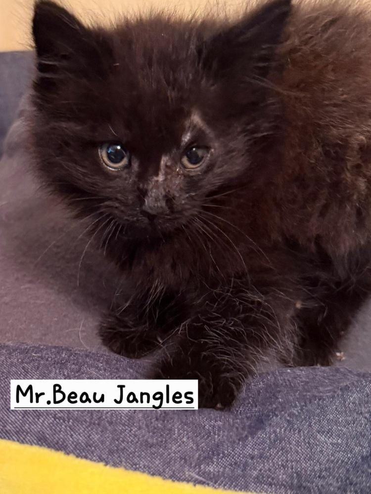 Mr. Beau Jangles