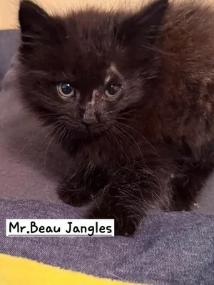 Mr. Beau Jangles