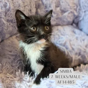 Simba
