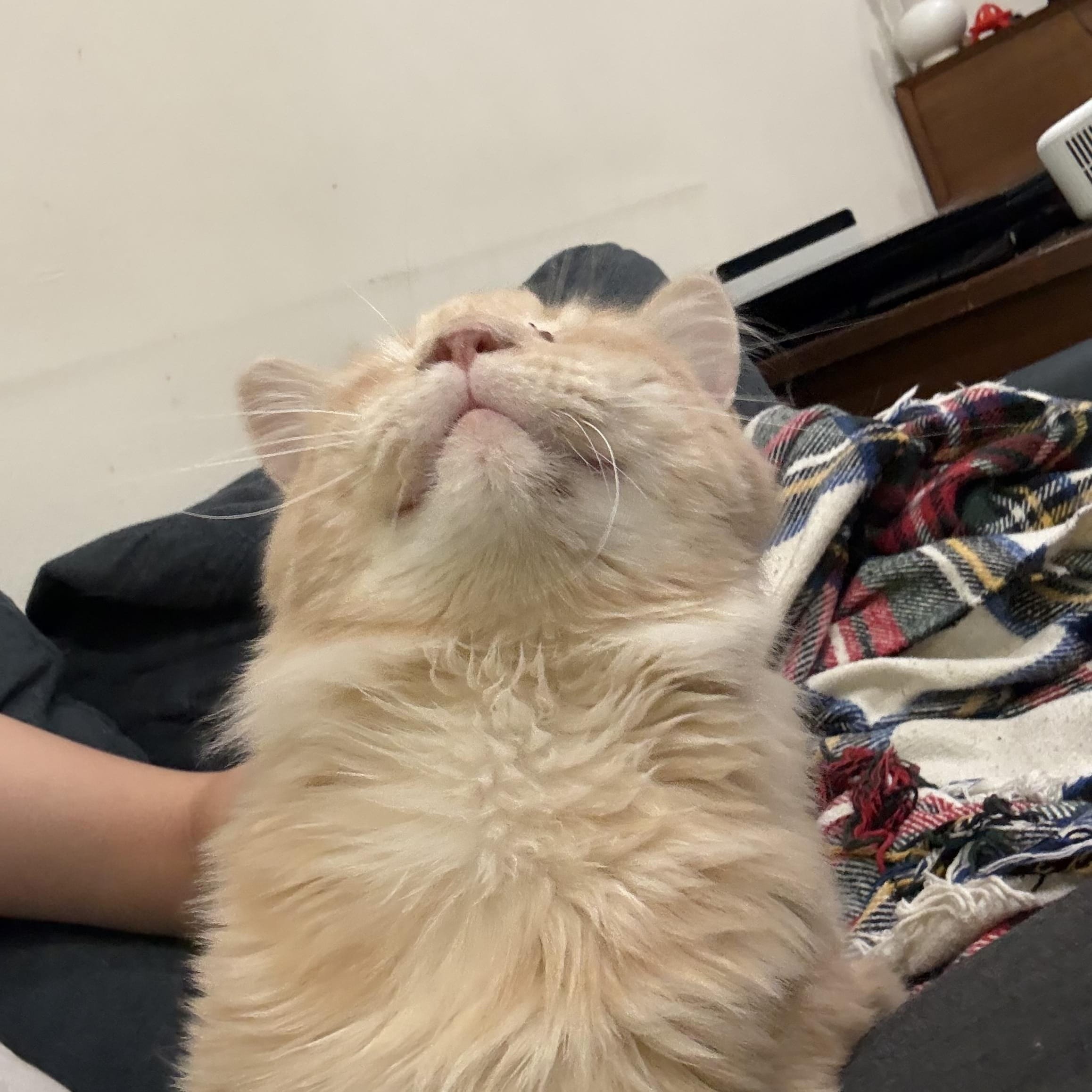 Dennis