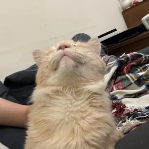 Dennis
