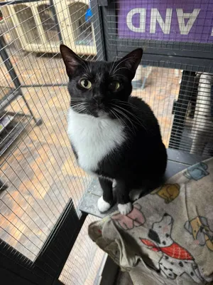 Tux
