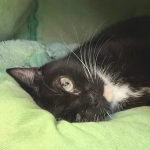 Willow