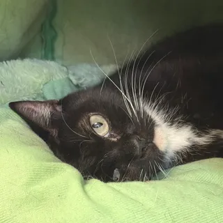 Willow