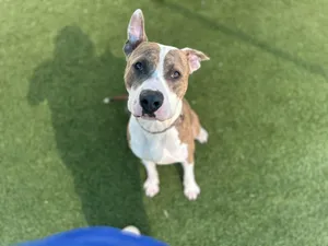 Tiger --Courtesy Post. Out of town pet. See below for details--