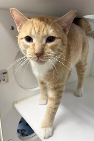 Omelette