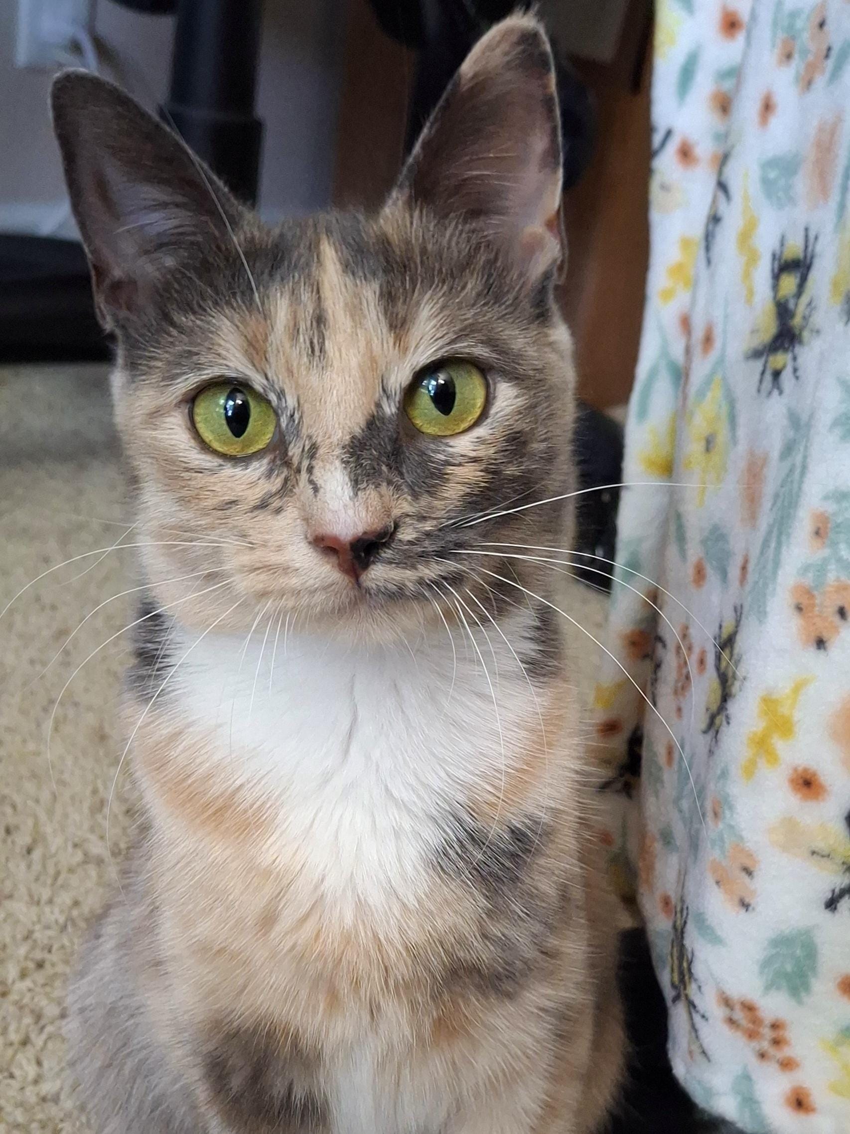 Talulah