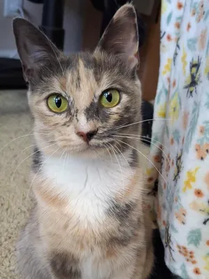 Talulah